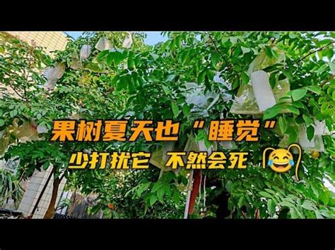 不用常澆水的果樹|【不用常澆水的果樹】【懶人福音】不用常澆水就能豐收的果樹推。